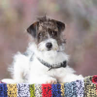 Photo of Benji