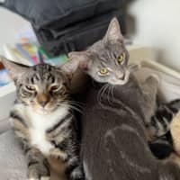 Photo of Alfie And Vinnie 