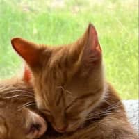Photo of Dexter