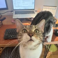 Photo of Polly