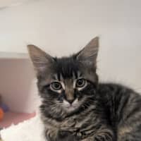 Photo of Chance