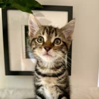 Photo of Stella