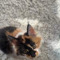 Photo of Mork And Mindy