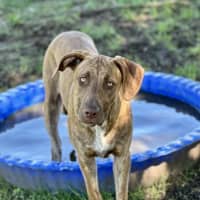 Photo of Jax