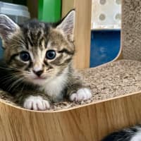 Photo of Yanni & Niko 