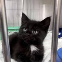 Photo of Kronk   Located In Ashwood