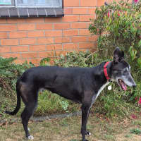 Photo of Vinnie