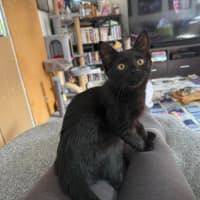 Photo of Luna**2nd Chance Cat Rescue**