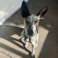 Photo of Bluey