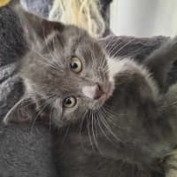 Photo of Rosie