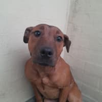 Photo of Gadget (64014)