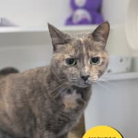Photo of Meow Meow