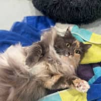 Photo of Teddy & Honk Honk   In Foster Care In Coburg