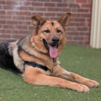 Photo of Roxy 