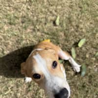 Photo of Chippy