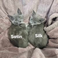 Photo of Satin