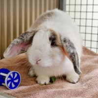 Photo of Harry Hopper