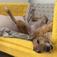 Photo of Resin The Greyhound