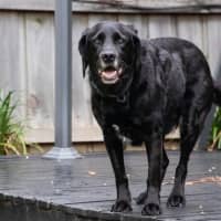 Photo of Tetley Valenti