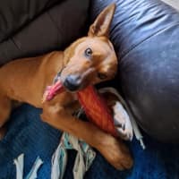 Photo of Pep (Aka) Pepper