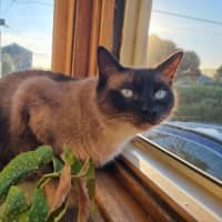 Photo of Frankie & Freddy   Located In Preston