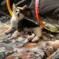 Photo of Simby**2nd Chance Cat Rescue**