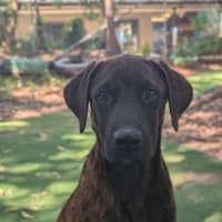 Photo of Bear