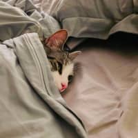 Photo of Cassian   In Foster Care In Melbourne