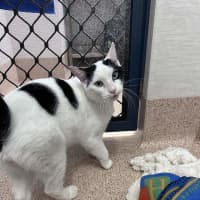 Photo of Popeye