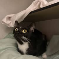 Photo of Misty