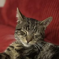 Photo of Max Purkinje