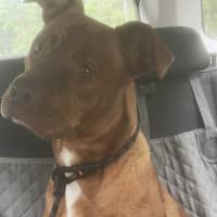 Photo of Misty   5 Year Old Staffy X