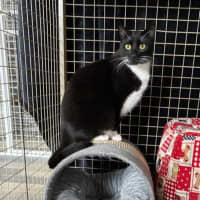 Photo of Stripe And Bandit   Located In Croydon