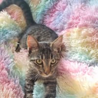 Photo of Buddy (Stripes) 