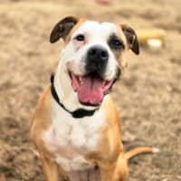 Photo of Shelby