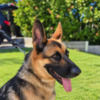 Photo of Tiger