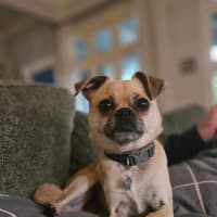 Photo of Bailey