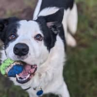 Photo of Ollie