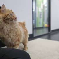 Photo of Comet