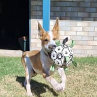 Photo of Rusty