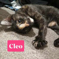 Photo of Cleo