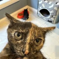 Photo of Chipotle Meet Me At Petstock Keysborough Store