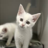 Photo of Mochi
