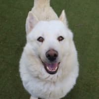 Photo of Luna