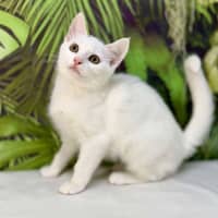 Photo of Yuki   Located In Coburg