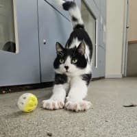 Photo of Momo
