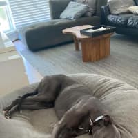 Photo of Appy, The Rescue Greyhound