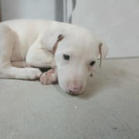 Photo of Marshmallow