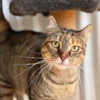 Photo of Zelda