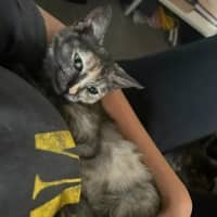 Photo of Emerald